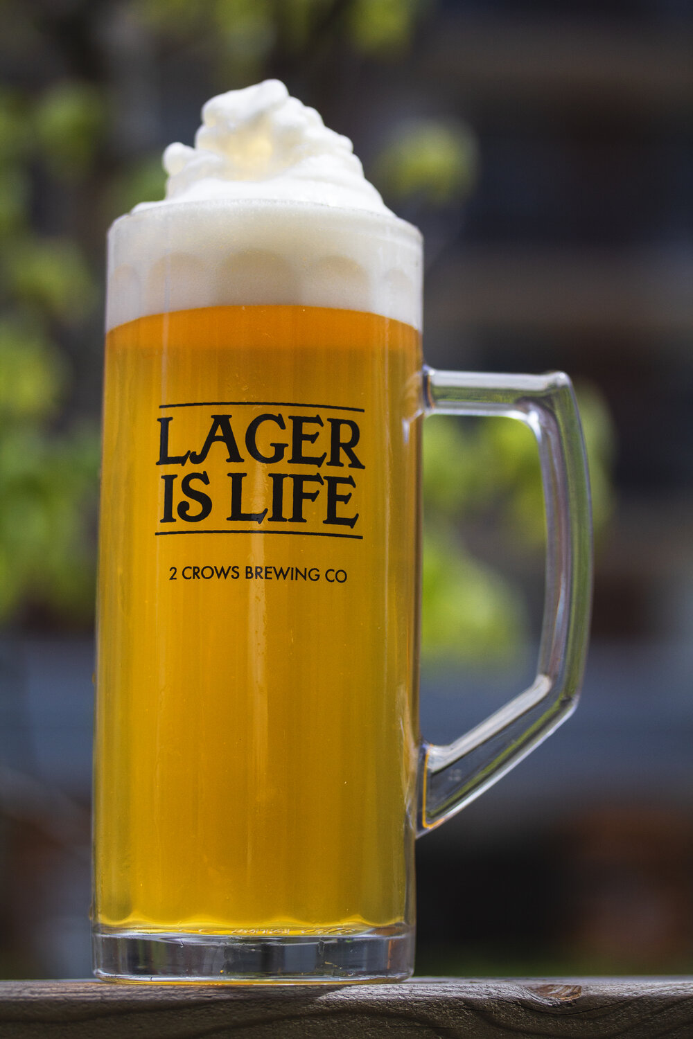 A tall stein like glass is full of our Letna Lager with a generous amount of foam sits on top of the beer stacked higher than the glass.